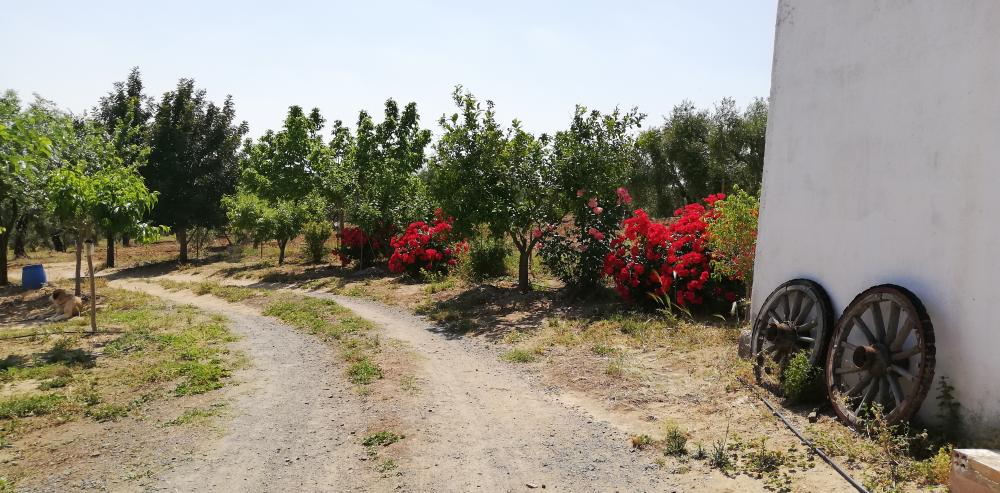  te koop boerderij Villanueva Del Río Y Minas Vega Del Guadalquivir 30