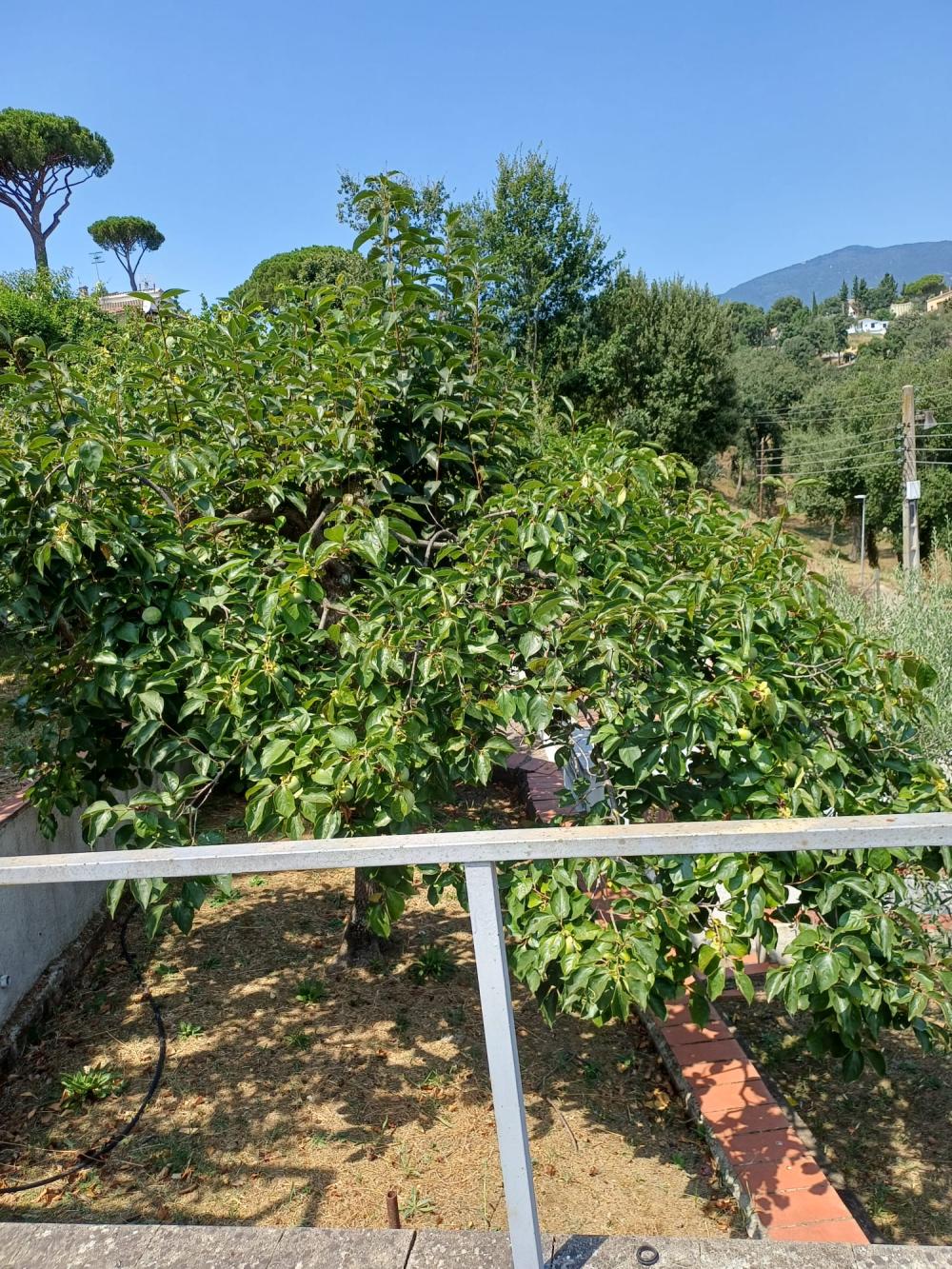  te koop huis Riells I Viabrea Selva 9