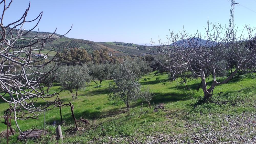  te koop boerderij Monda Sierra De Las Nieves 25