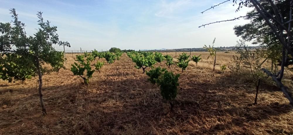  te koop boerderij Mirandilla Merida 12