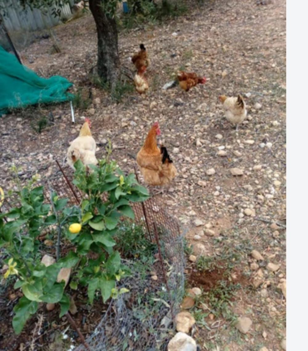 te koop boerderij Mont-Roig Del Camp Baix Camp 1