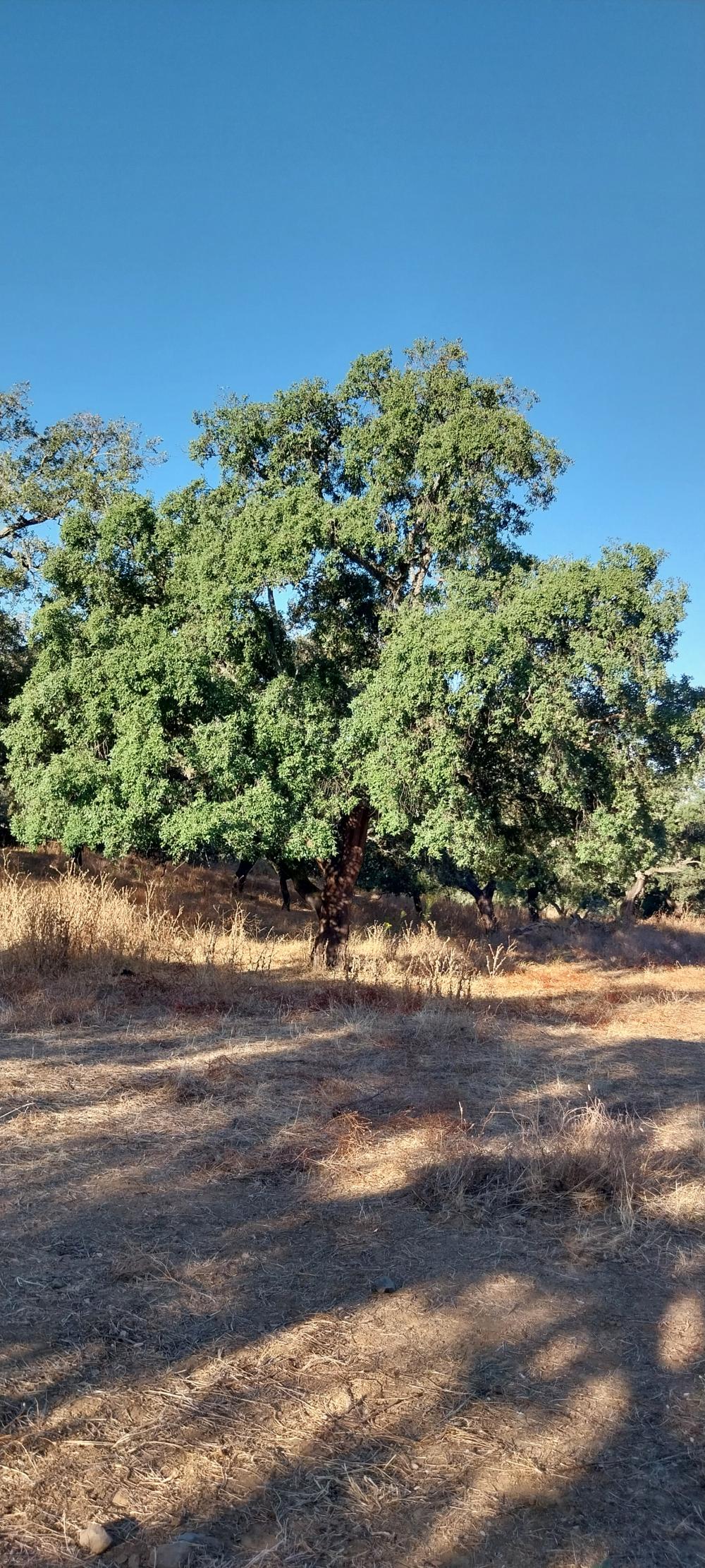  te koop boerderij Valdezufre Sierra De Huelva 5