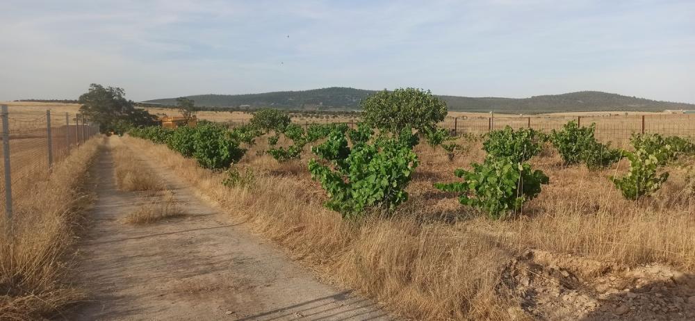  te koop boerderij Mirandilla Merida 18