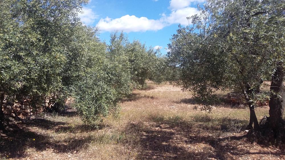  te koop boerderij L'ampolla Baix Ebre 4