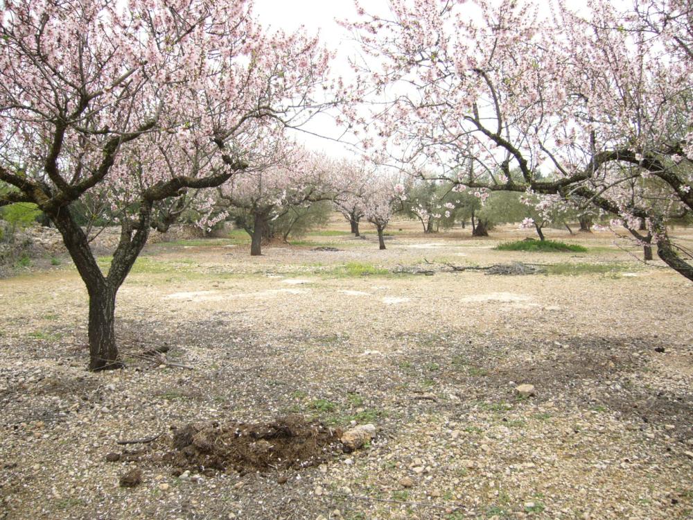  te koop boerderij L'ampolla Baix Ebre 2