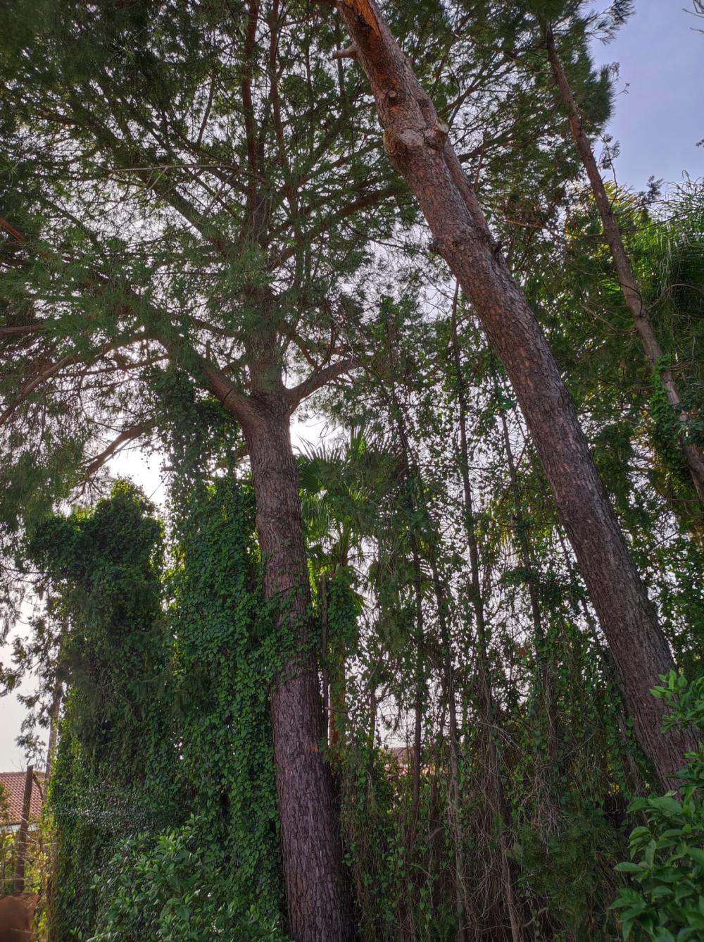  te koop villa Alcalá De Guadaira Metropolitana De Sevilla 2