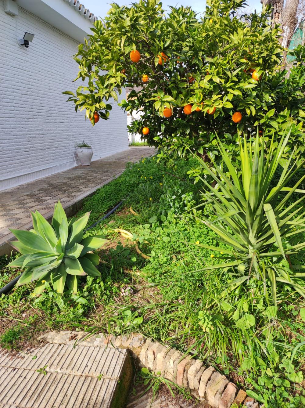  te koop villa Alcalá De Guadaira Metropolitana De Sevilla 11