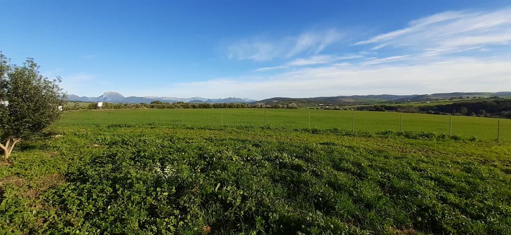  te koop boerderij Arcos De La Frontera Sierra De Cádiz 46