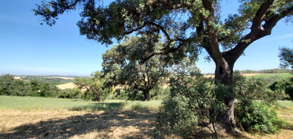  te koop boerderij Arcos De La Frontera Sierra De Cádiz 42