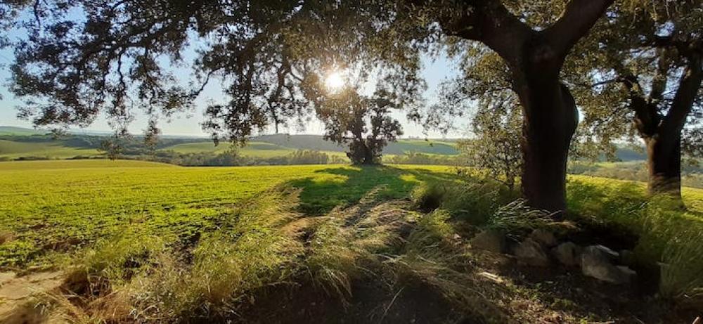  te koop boerderij Arcos De La Frontera Sierra De Cádiz 34