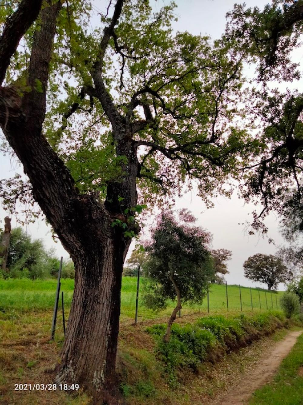  te koop boerderij Arcos De La Frontera Sierra De Cádiz 36