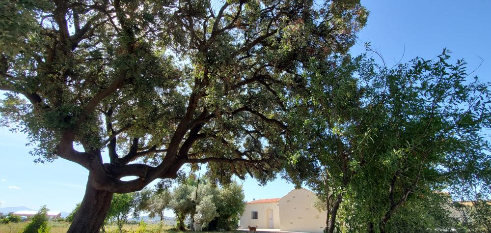  te koop boerderij Arcos De La Frontera Sierra De Cádiz 43