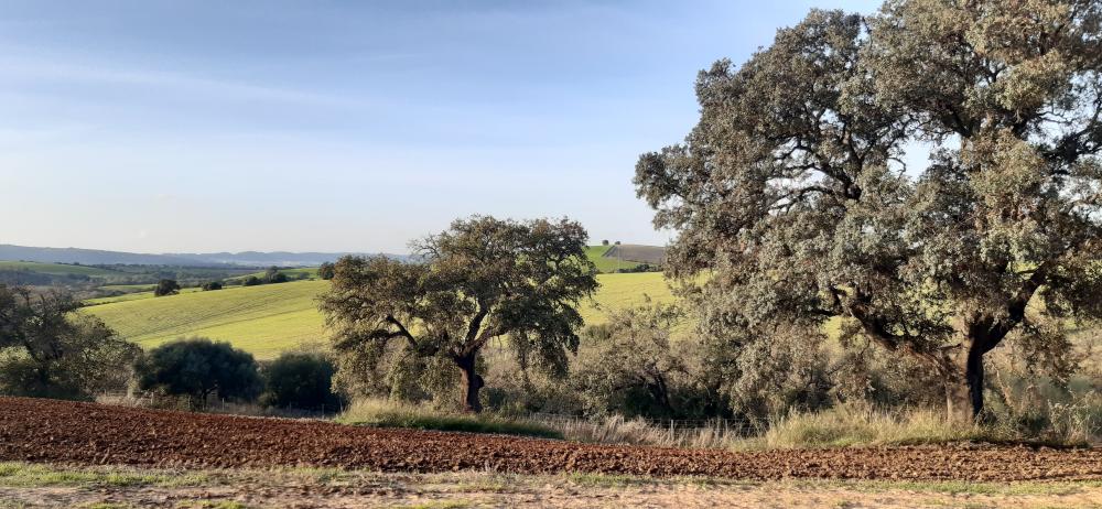  te koop boerderij Arcos De La Frontera Sierra De Cádiz 47