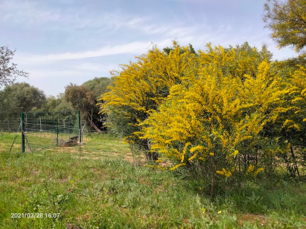  te koop boerderij Arcos De La Frontera Sierra De Cádiz 37