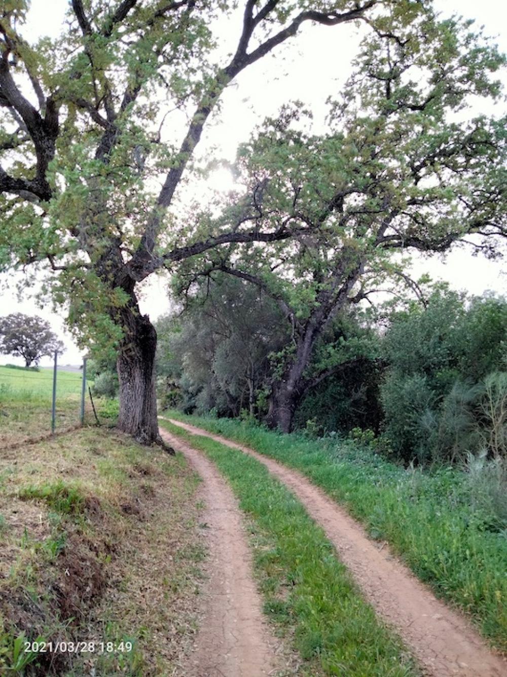  te koop boerderij Arcos De La Frontera Sierra De Cádiz 38