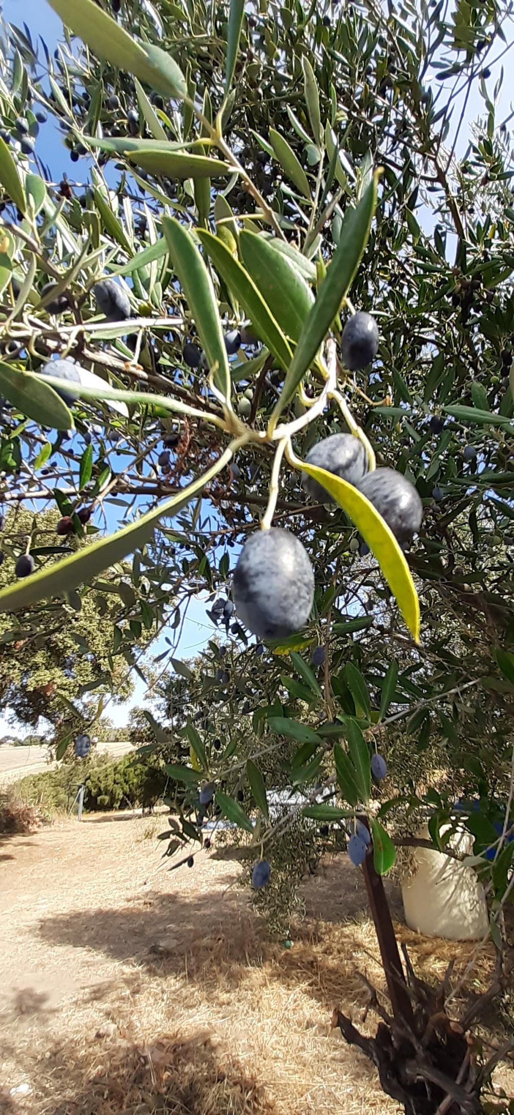  te koop boerderij Arcos De La Frontera Sierra De Cádiz 44