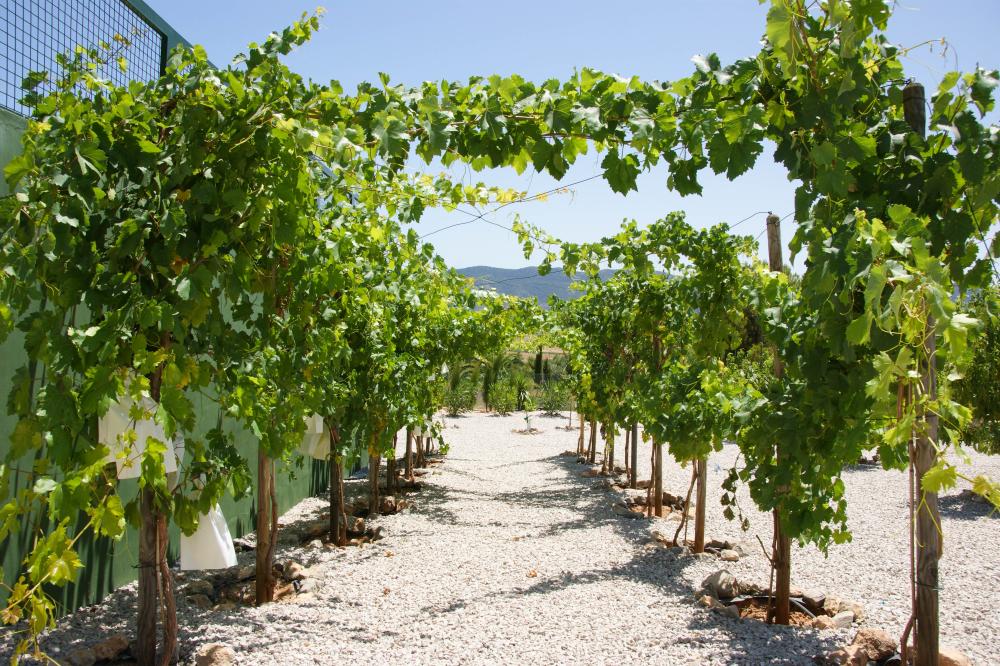  te koop villa Hondón De Las Nieves Vinalopó Mitjà 50