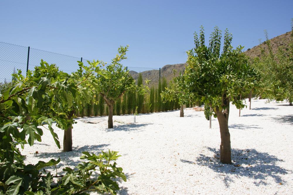  te koop villa Hondón De Las Nieves Vinalopó Mitjà 47