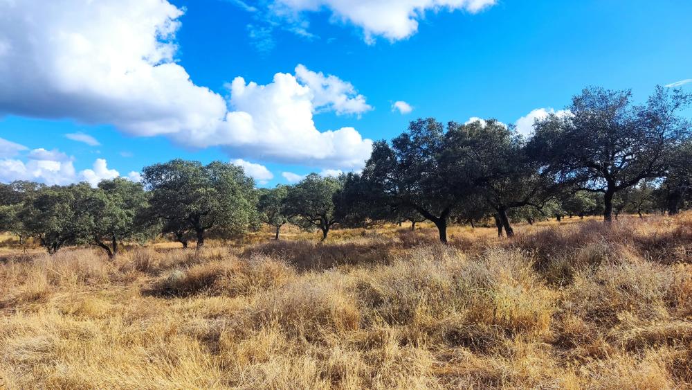  te koop boerderij Santa Olalla Del Cala Sierra De Huelva 11