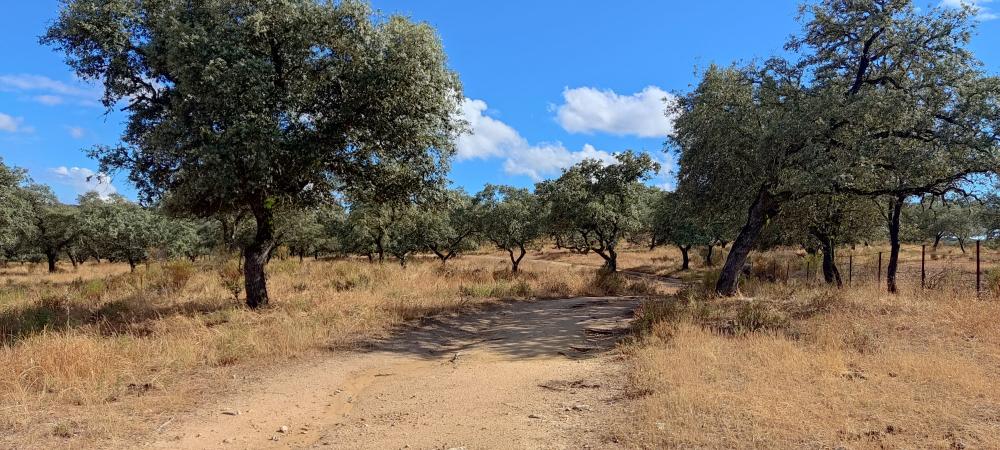  te koop boerderij Santa Olalla Del Cala Sierra De Huelva 4
