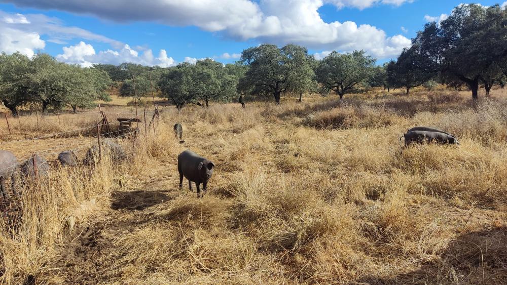  te koop boerderij Santa Olalla Del Cala Sierra De Huelva 10