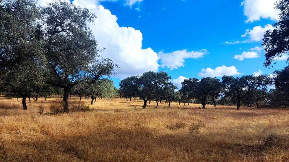  te koop boerderij Santa Olalla Del Cala Sierra De Huelva 9
