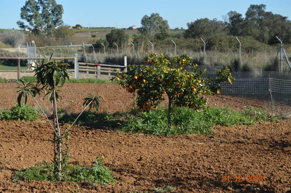  te koop boerderij Rociana Del Condado Condado (El) 6