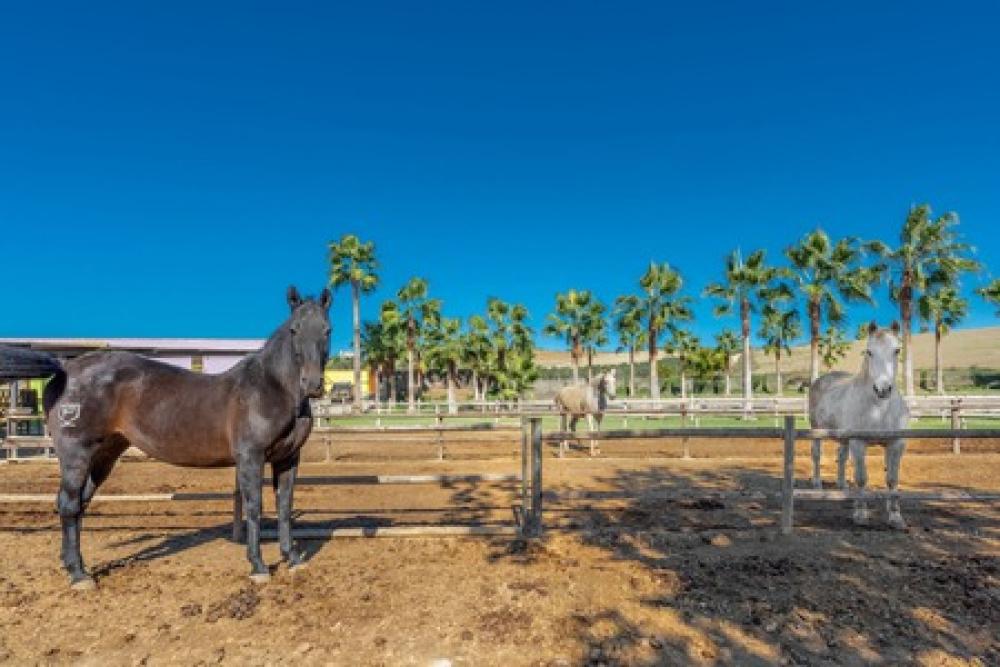  te koop boerderij Coín Valle Del Guadalhorce 22