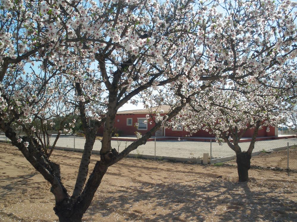  te koop villa Pla De Sant Josep Baix Vinalopó 16