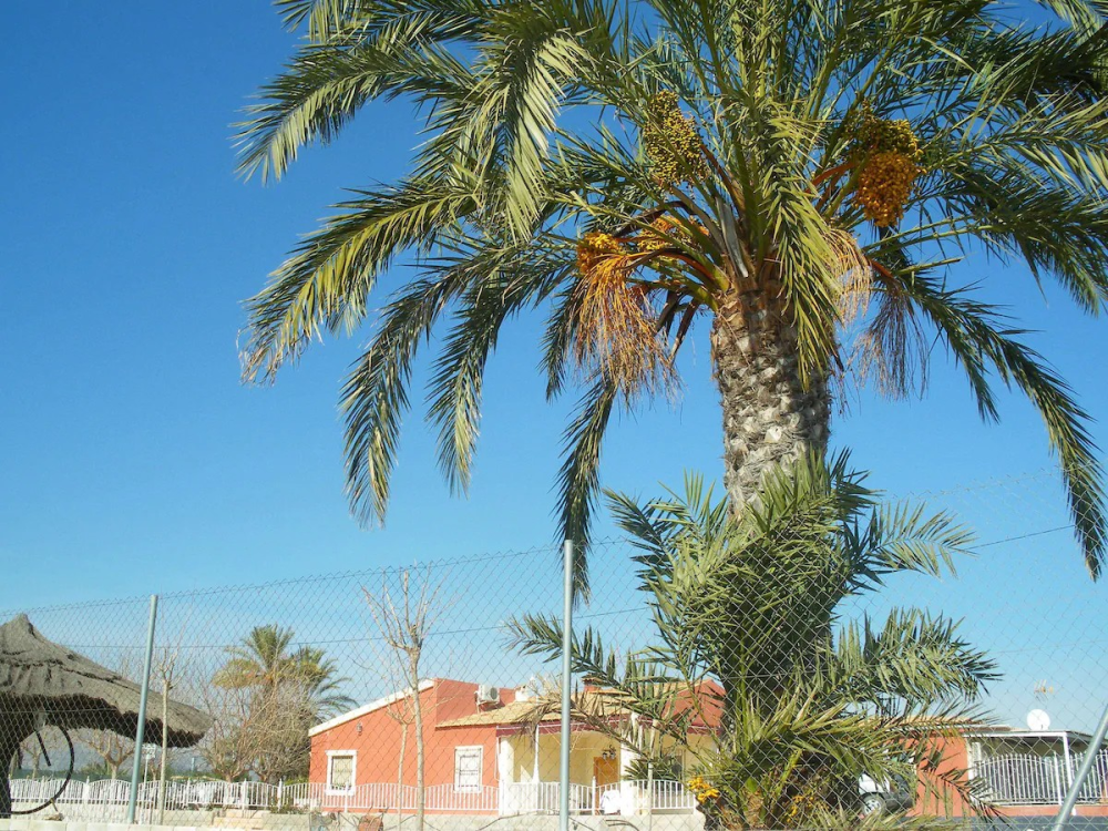  te koop villa Pla De Sant Josep Baix Vinalopó 10