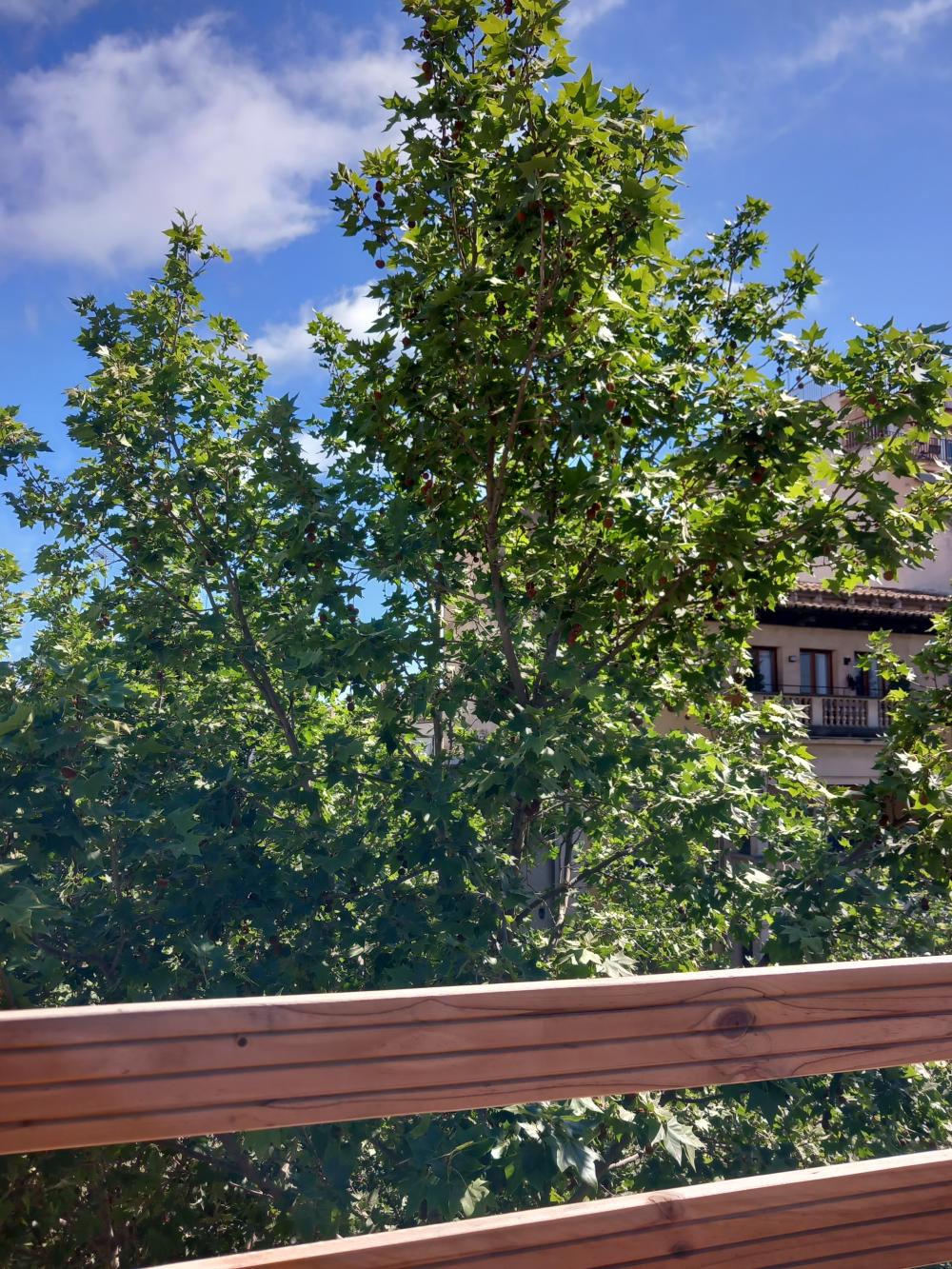  te koop penthouse Aragón-Pere Garau-Católicos Palma 6