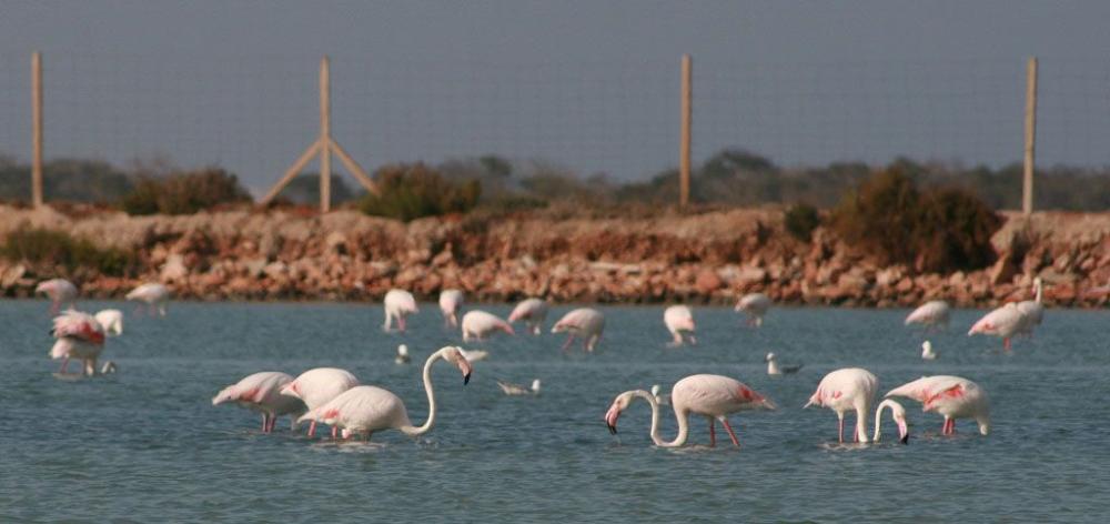  te koop appartement La Manga Del Mar Menor Campo De Cartagena 35