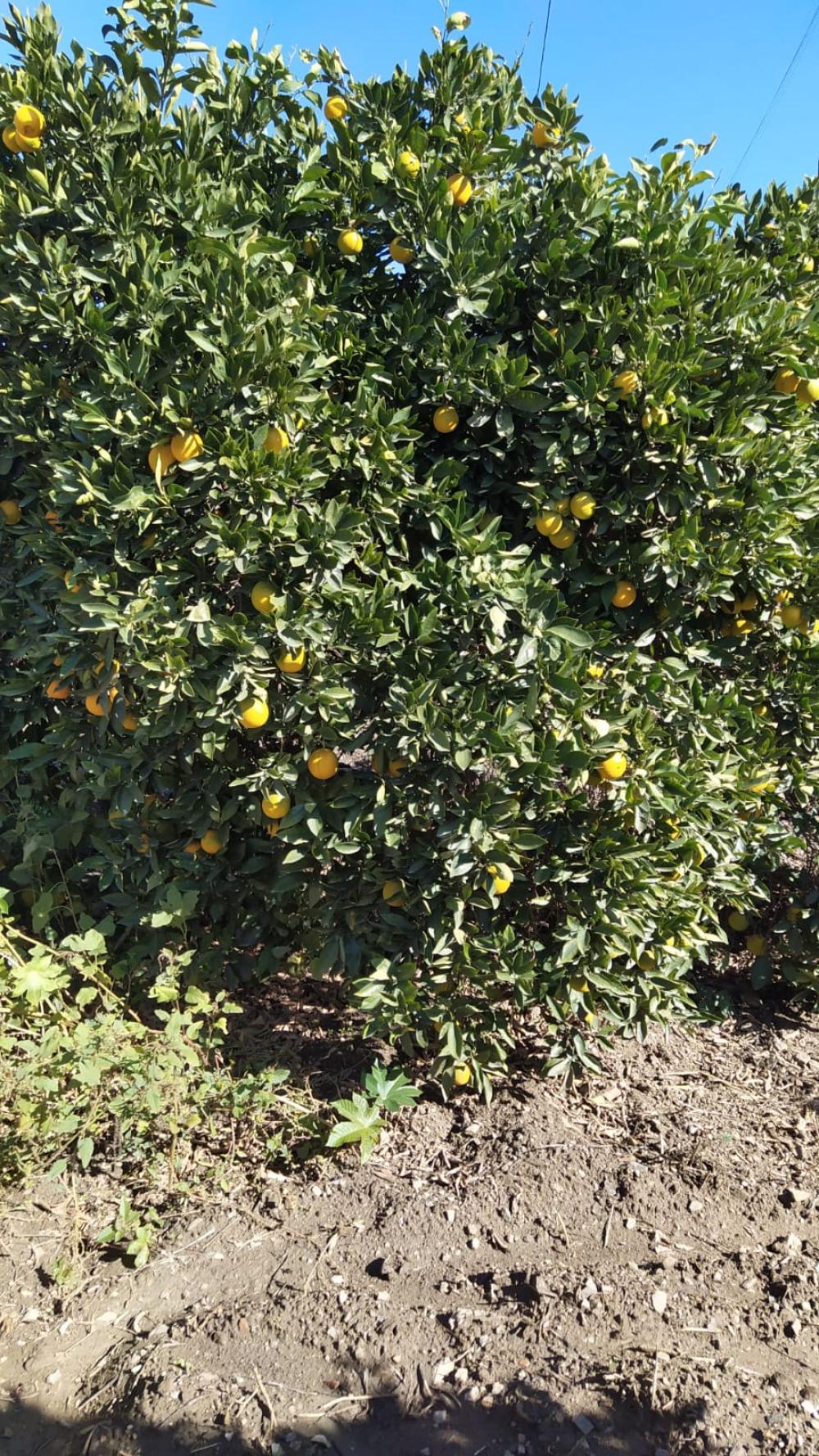  te koop boerderij Coín Valle Del Guadalhorce 7