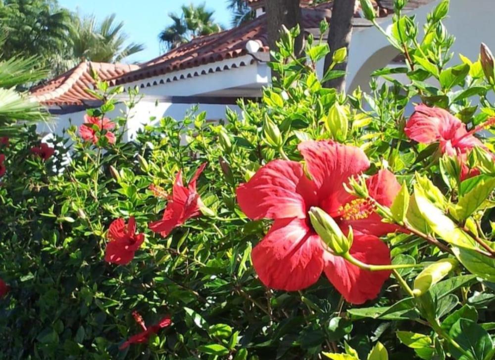  te koop twee-onder-een-kapwoning Maspalomas Área Sur 26