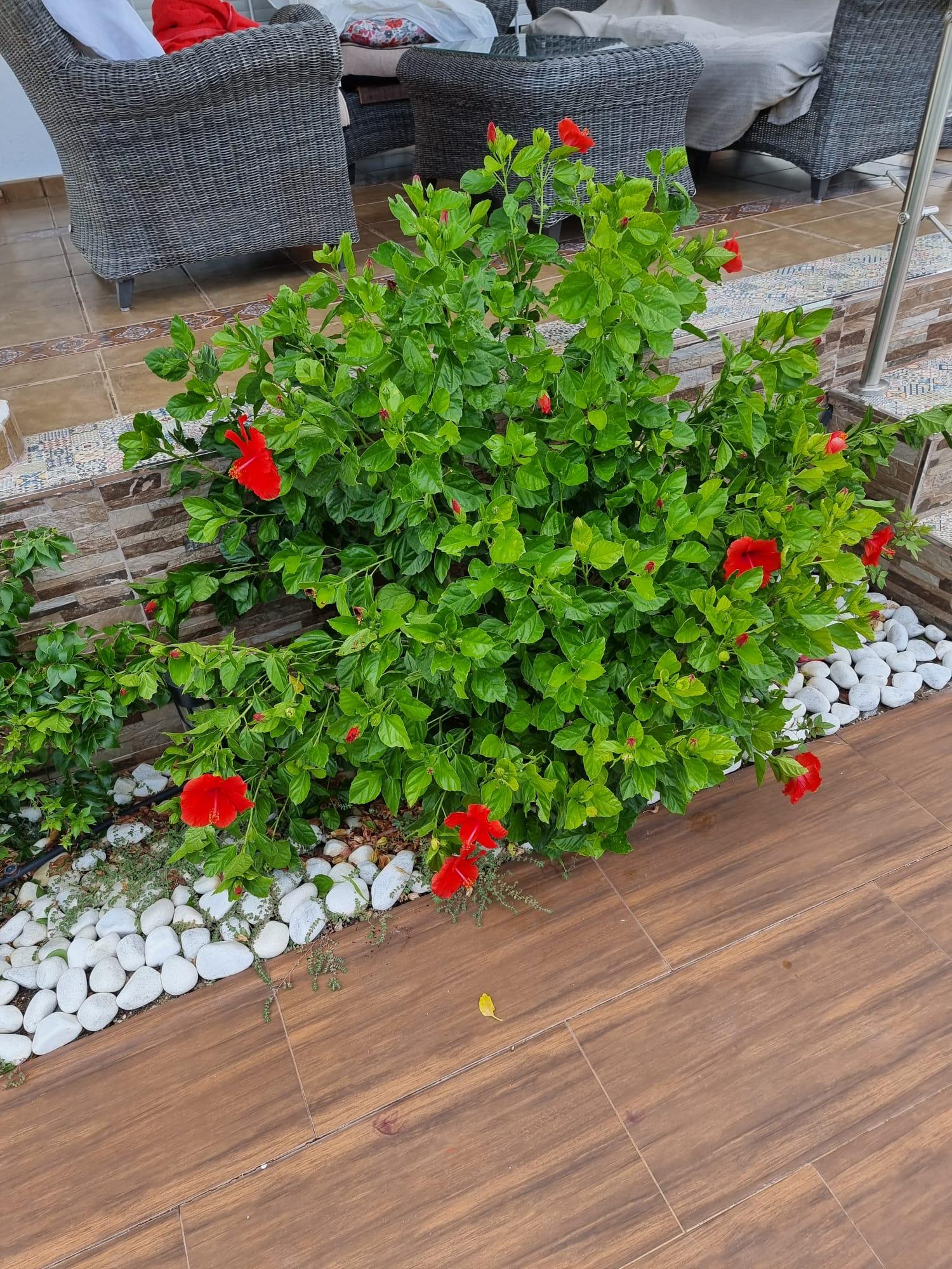  te koop huis Calasparra Noroeste 19