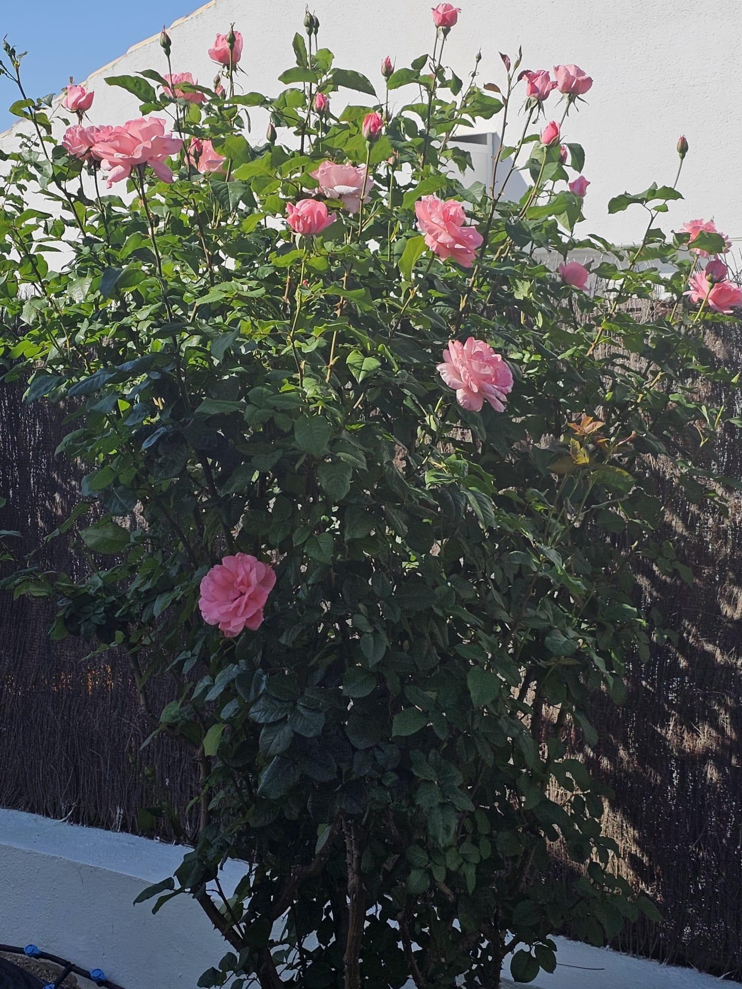  te koop huis Calasparra Noroeste 18