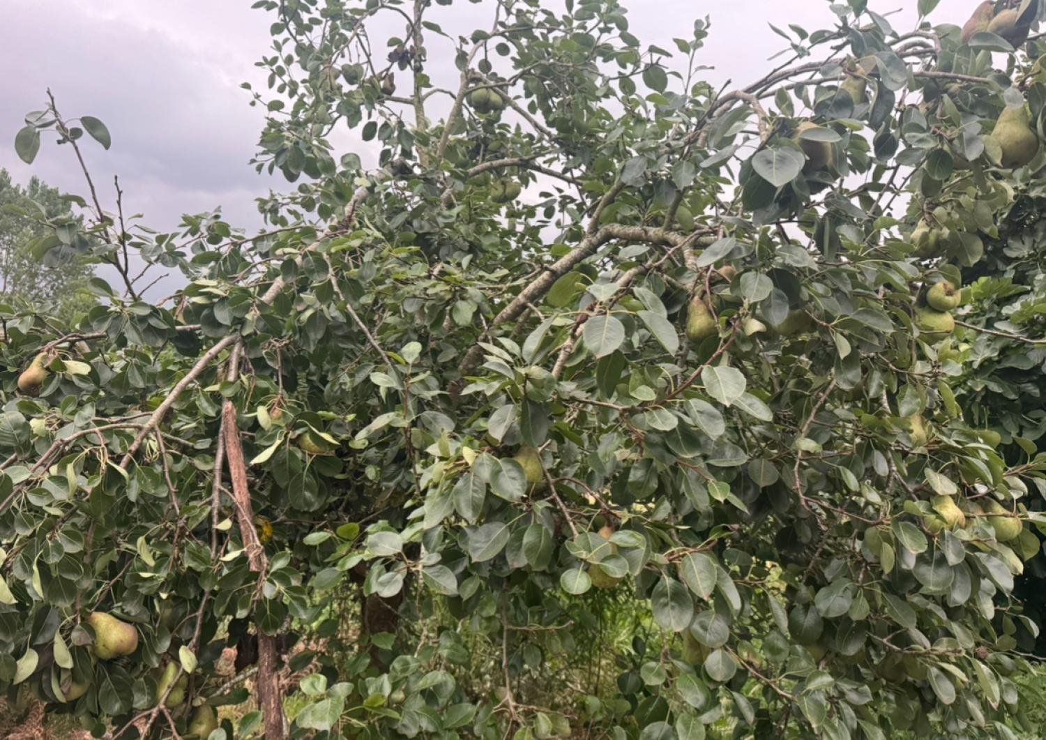  te koop huis Mondoñedo Mariña Central 41