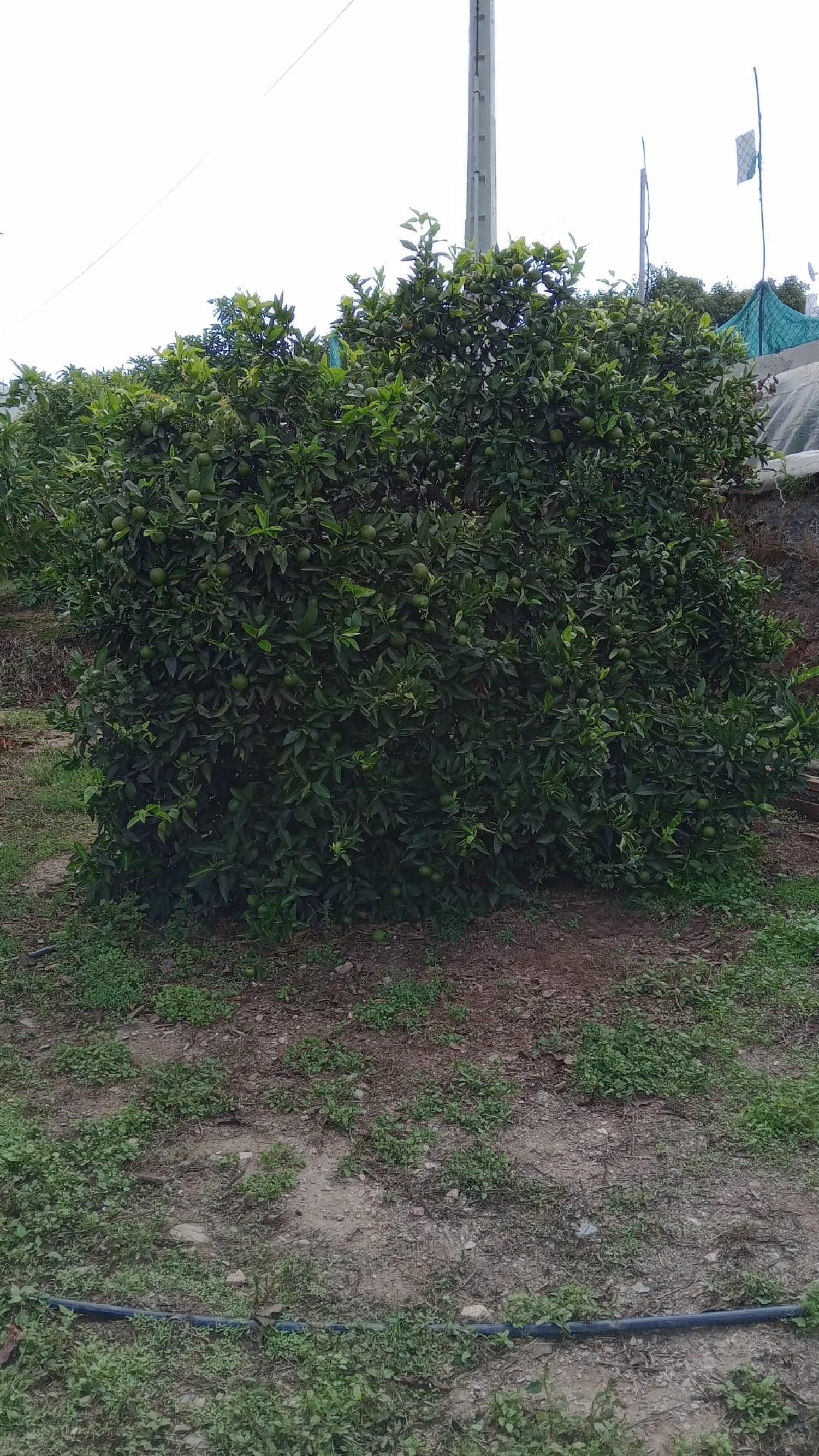  te koop rijtjeshuis Puntalón Costa Tropical 12