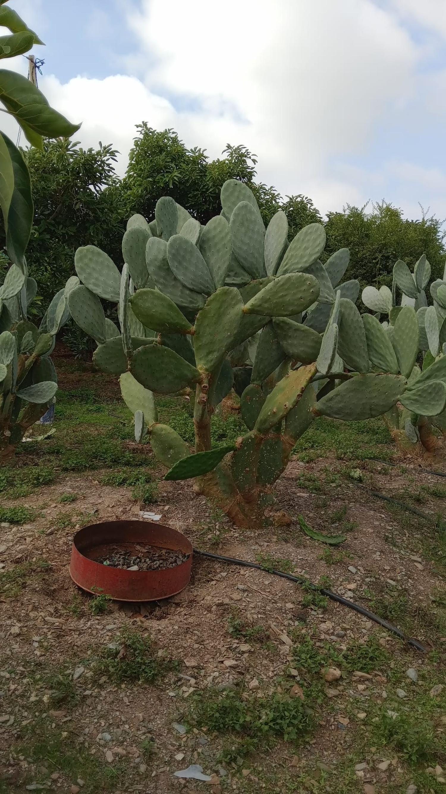  te koop rijtjeshuis Puntalón Costa Tropical 10