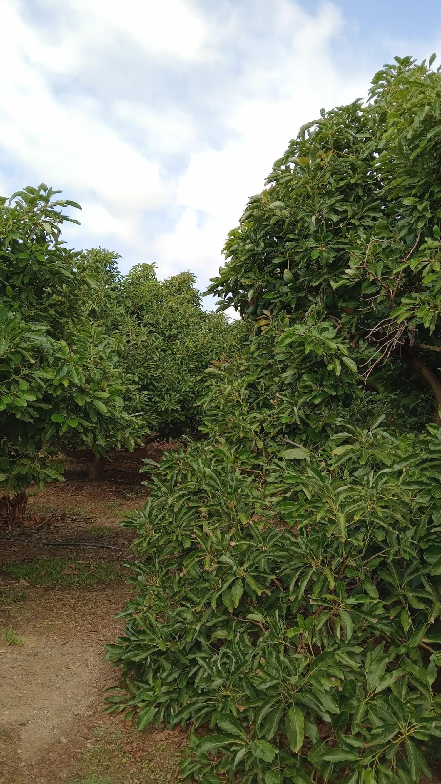  te koop rijtjeshuis Puntalón Costa Tropical 13