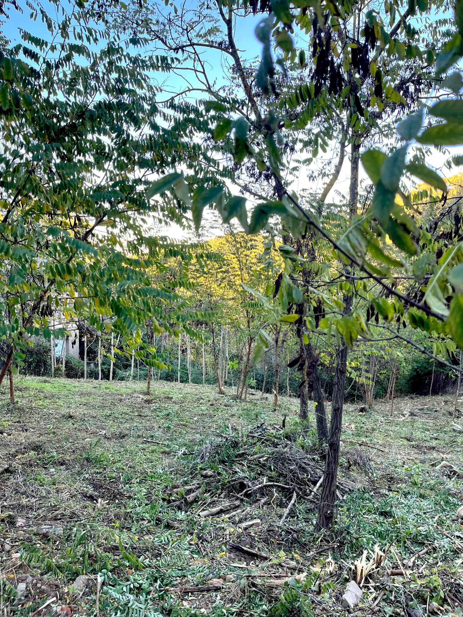  te koop perceel Les Planes Vallès Occidental 5