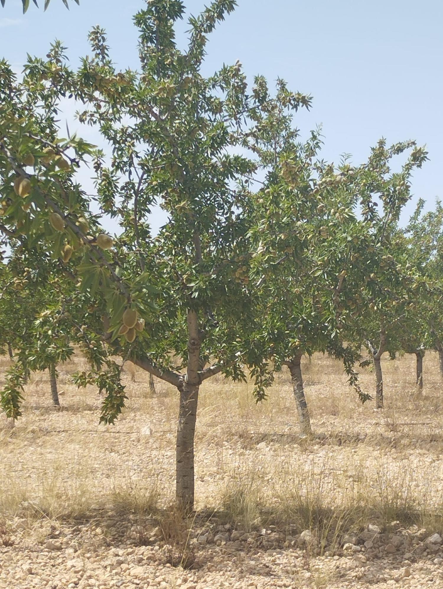  te koop boerderij Tobarra Campos De Hellín 5