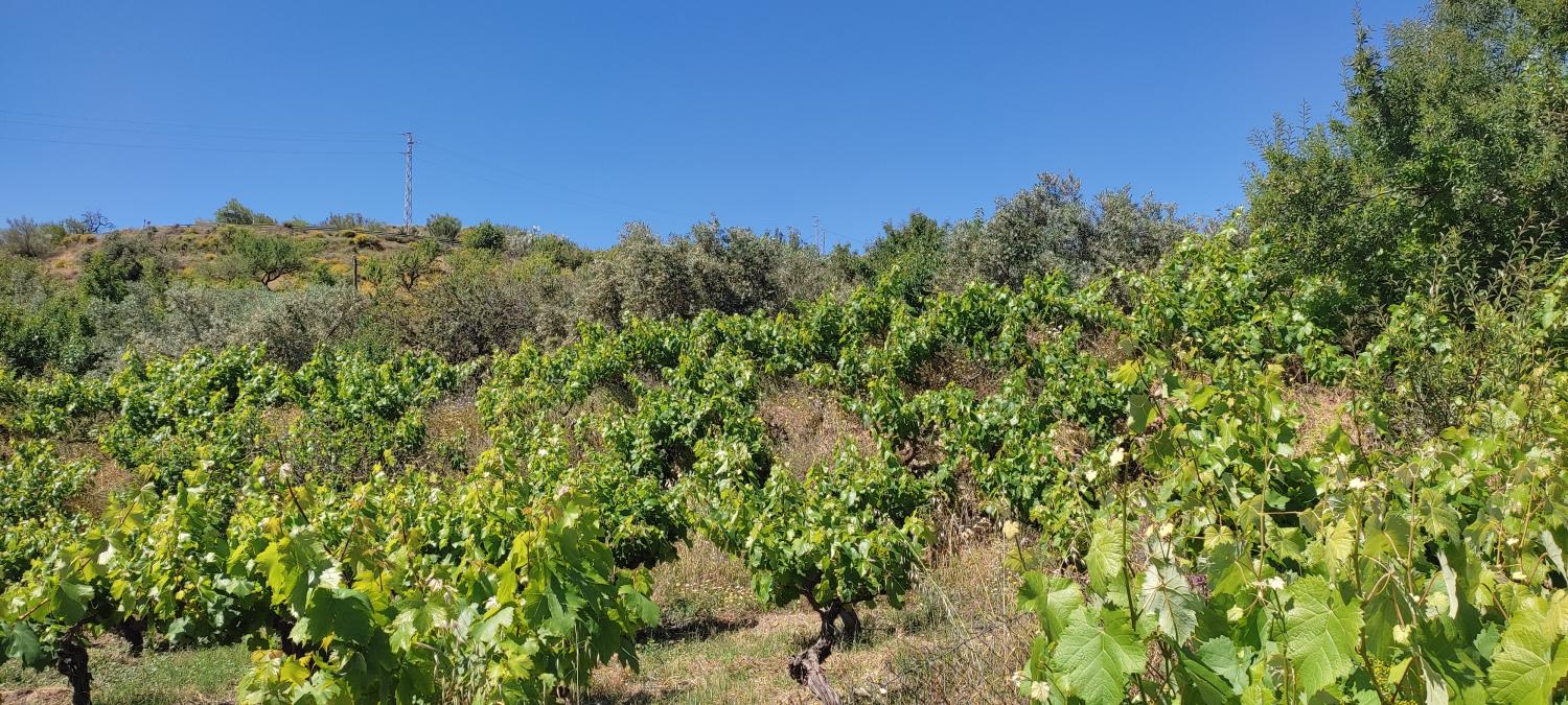  te koop boerderij Lubrín Levante Almeriense 5