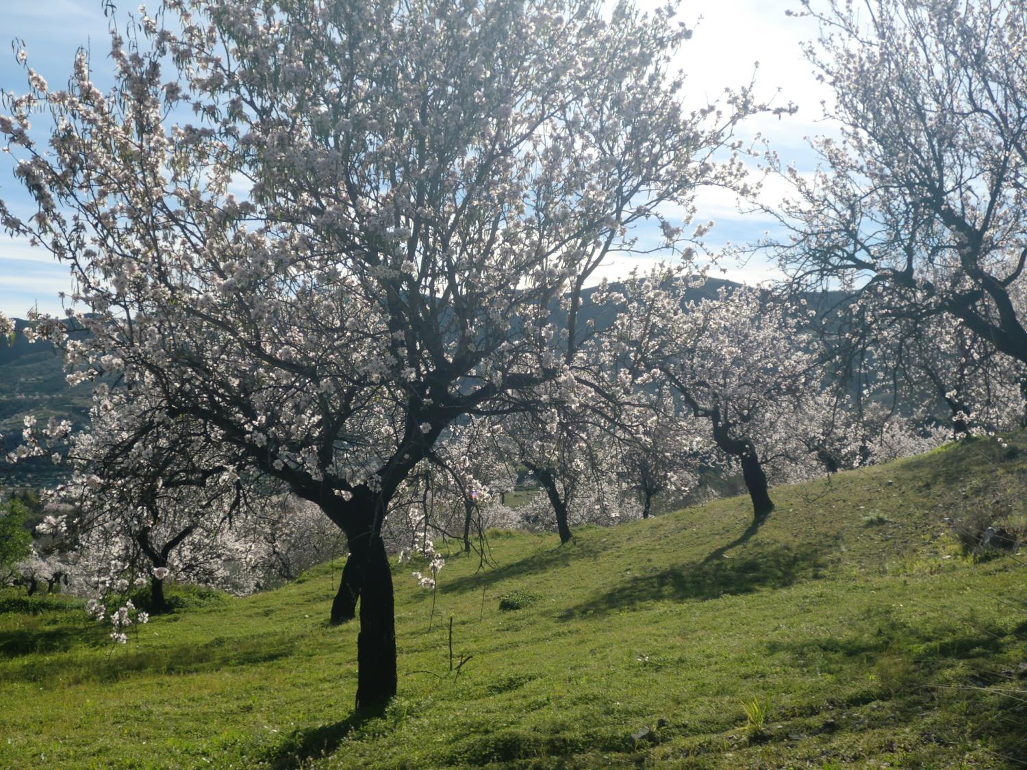  te koop boerderij Lubrín Levante Almeriense 6