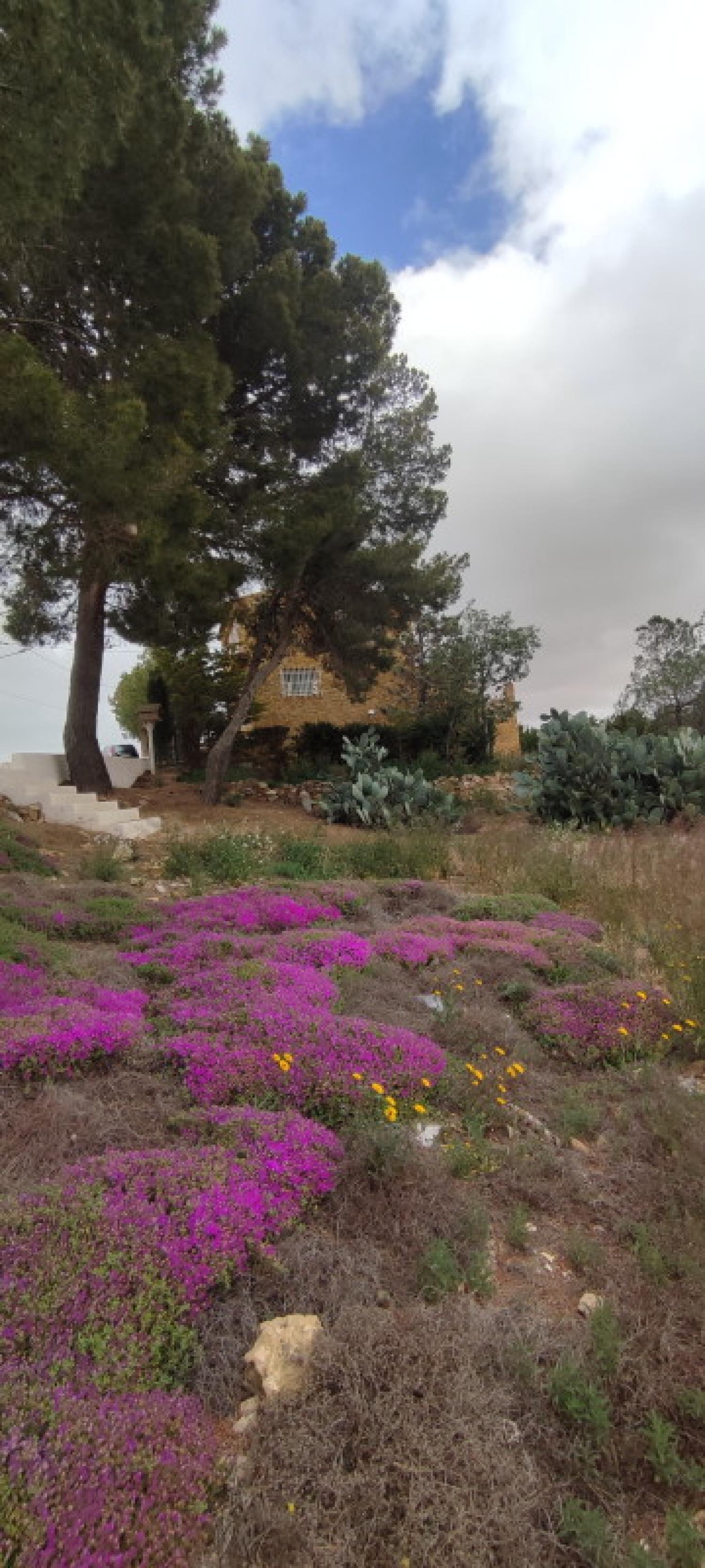  te koop huis La Higuera Monte Ibérico Almansa 4