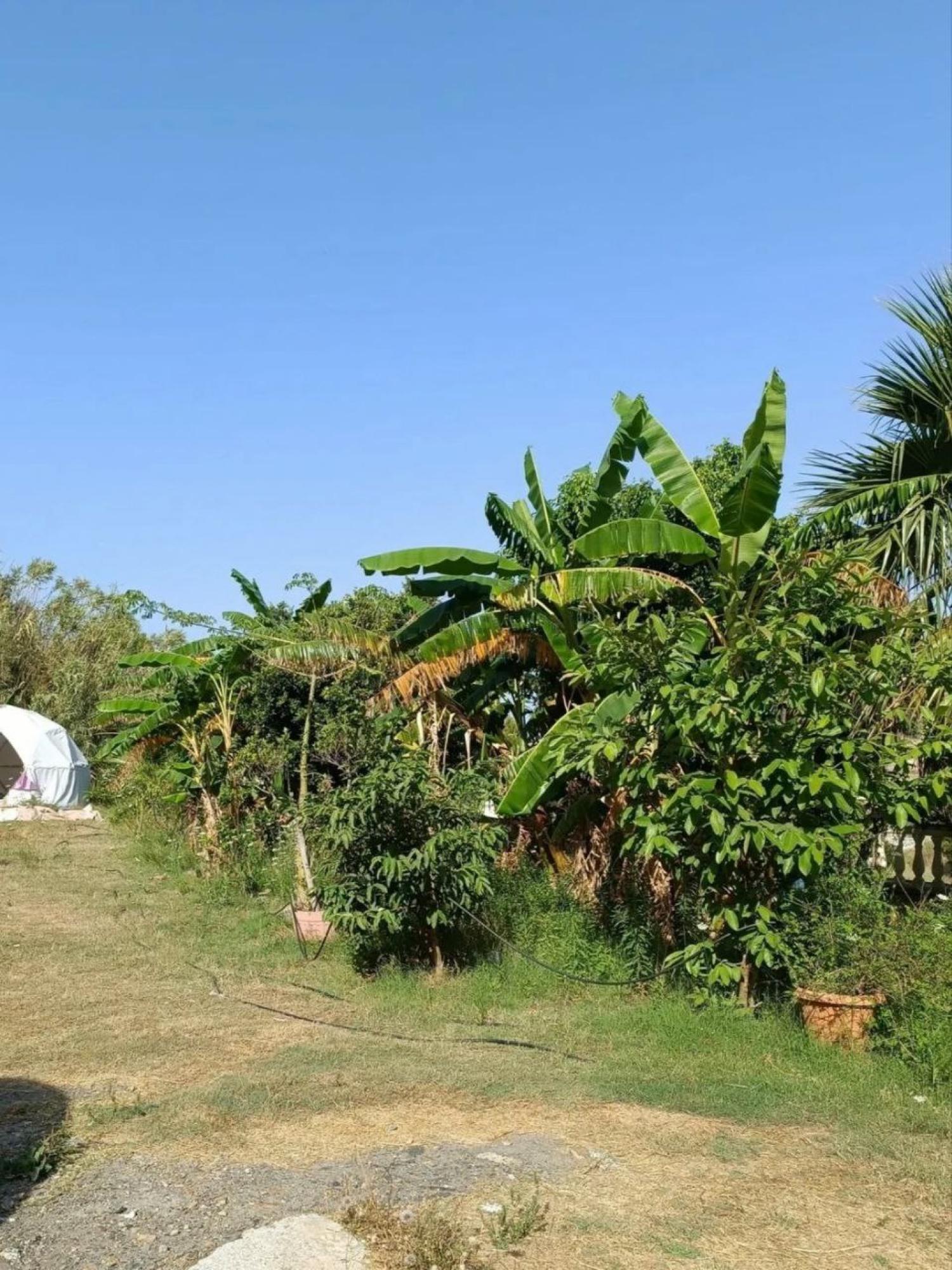  te koop boerderij Motril Costa Tropical 27