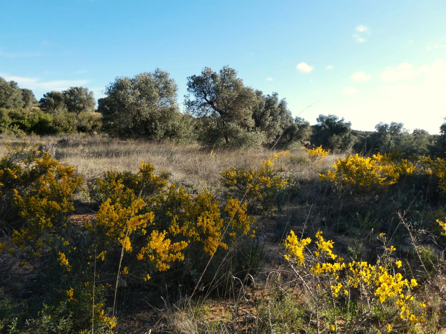  te koop boerderij Fabara Bajo Aragón-Caspe 17