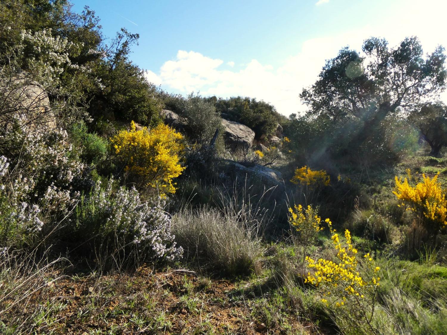  te koop boerderij Fabara Bajo Aragón-Caspe 21